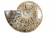 Polished Ammonite (Cleoniceras) Fossil - Madagascar #365045-1